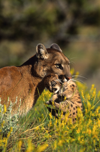 a female mountain lion is gently carrying one of her kittens