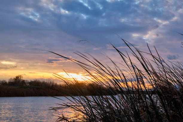 Sunset landscape at reed grown river bank.