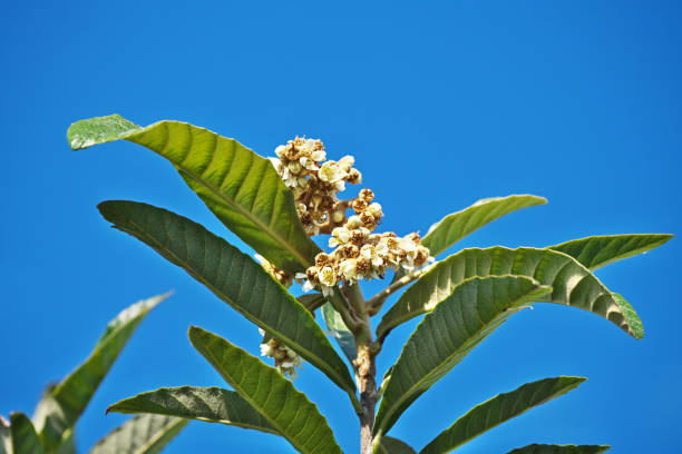 Flower of the loquatSiwa Flower