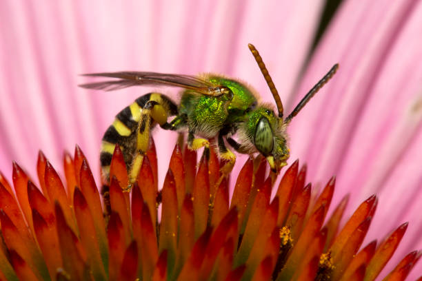 Bicolored Agapostemon sweat bee stock photo