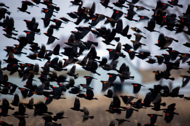 Red-winged blackbird flock stock photo