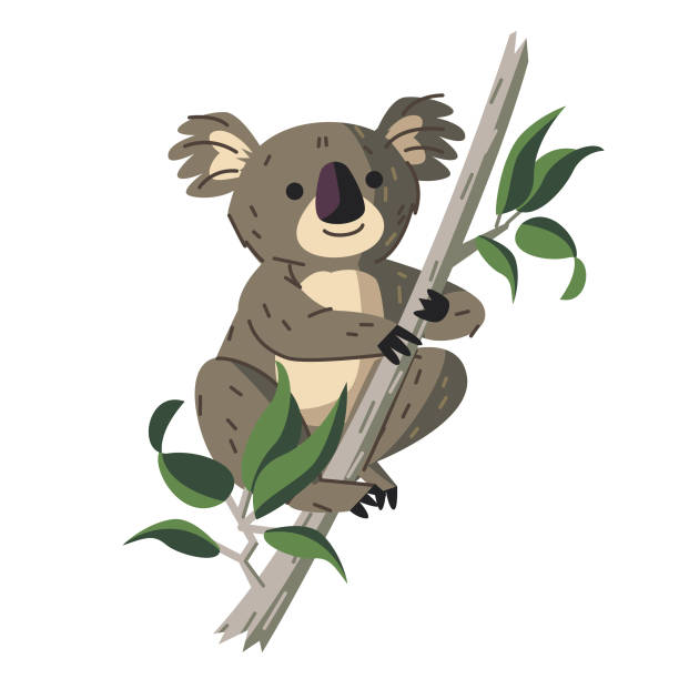 ilustraciones, imágenes clip art, dibujos animados e iconos de stock de koala - marsupial