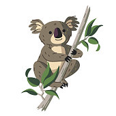 istock Koala 1198564555