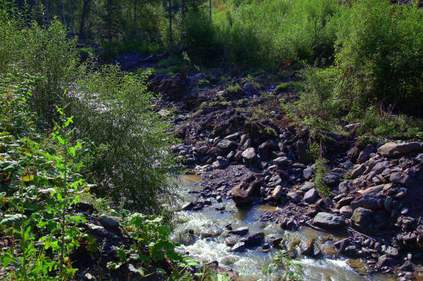 istock A small mountain river on rocky shores flows through an extinguished forest. 1198564574