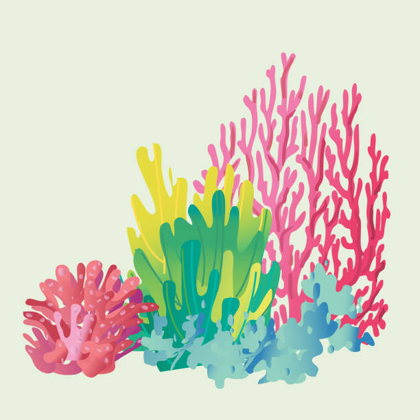 stockillustraties, clipart, cartoons en iconen met coral - koraal