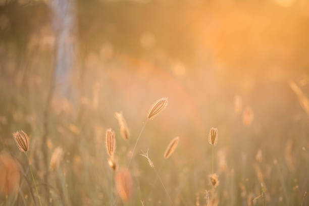 istock Grass flowers in golden time sunset 1198565354