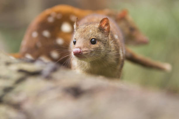 Spotted or Tiger Quoll Close up of the Australian marsupial, the Spotted or Tiger Quoll spotted quoll stock pictures, royalty-free photos & images