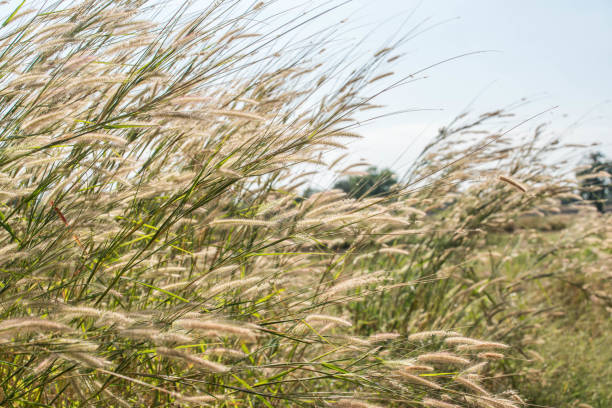 istock Grass flowers in nature background 1198565454
