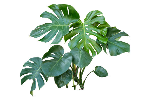 istock monstera plant isolated include clipping path on white background 1198566618