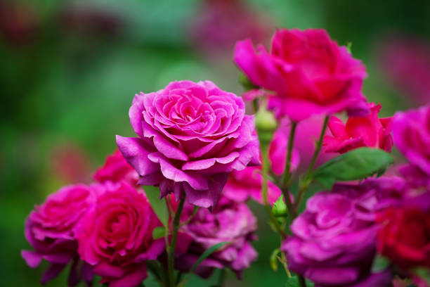 rosa rosen blühen auf grün verschwommenen hintergrund nah, schöne rote rose bündel makro, wachsen lila blumen in blüte auf blumenbad, elegante blumenarrangement, romantische urlaub grußkarte design - multi colored flower red flower head stock-fotos und bilder