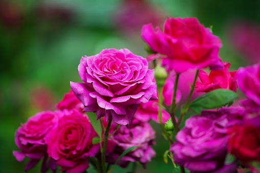 Rosas rosas florecen sobre fondo verde borroso de cerca, hermoso racimo de rosas rojas macro, creciendo flores púrpuras en flor en flowerbad, arreglo floral elegante, diseño de tarjeta de felicitación romántica de vacaciones photo