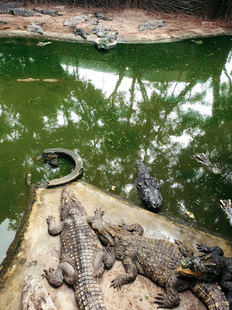 istock Crocodiles bask in the sun. 1198566783