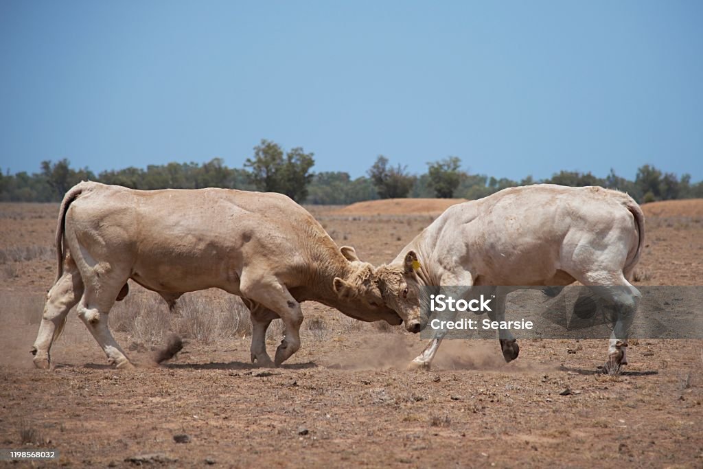 Bull Rams Fighting Two Bulls Fighting Stock Photo - Download Image Now - Aggression ...