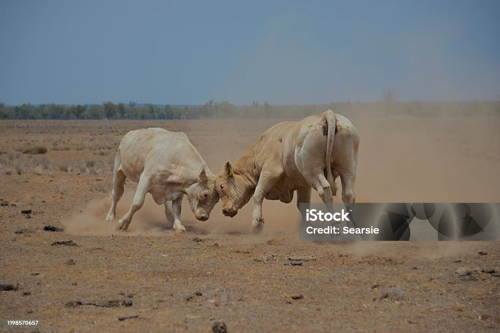 Bull Rams Fighting Two Bulls Fighting In Dust Stock Photo - Download Image Now ...