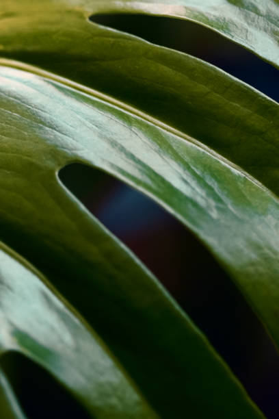 istock Monstera leaf macro photo. Close up 1198571730
