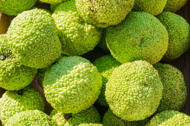 Maclura pomifera fruits background.  Adam's apple for medical use Maclura pomifera fruits background.  Adam's apple for medical use maclura pomifera stock pictures, royalty-free photos & images