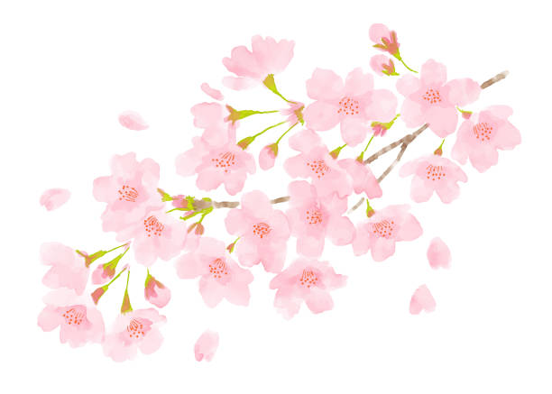 Cherry blossom watercolor illustration Cherry blossom watercolor illustration on white background pistil stock illustrations