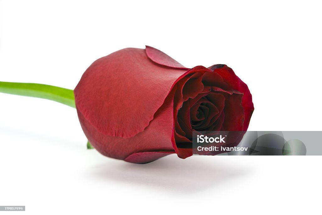 rosa - Foto de stock de Amor royalty-free