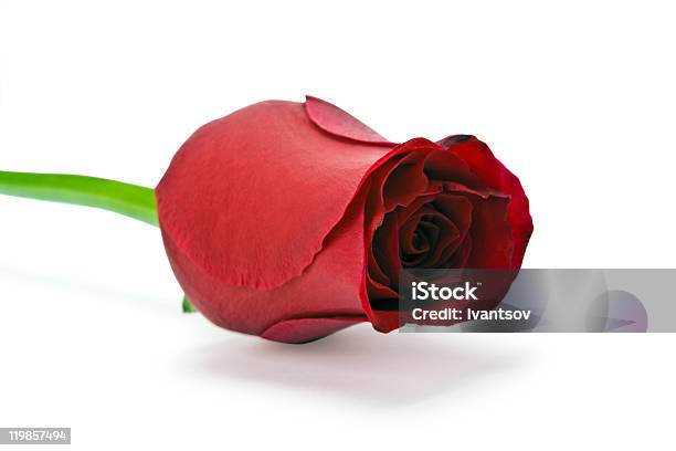 Foto de Rosa e mais fotos de stock de Amor - Amor, Branco, Comemoração - Conceito