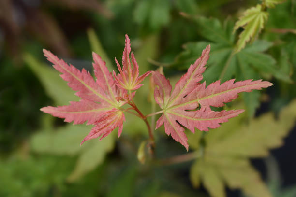 японский клен оранжевый dream - japanese maple leaf tree green стоковые фото и изображения