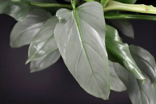 Photo of Close up of a leaf of an exotic 'Philodendron Hastatum' or 'Silver Sword' house plant on dark black background