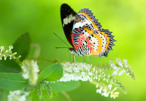 istock blur Monarch butterfly seeking nectar on a flower 1198578885