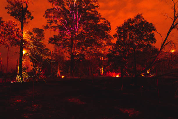 Green wattle creek fire impacted the village of Buxton, NSW, Australia. During December 18, 2019 Under strong winds and extreme temperatures. Trees still burning.
