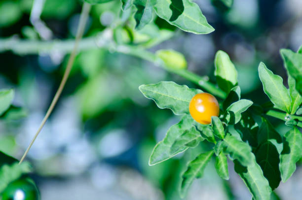 istock Beautiful Japanese winter Solanum pseudocapsicum fruit 1198581295