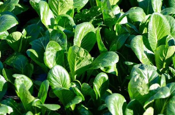 istock Komatsuna grows in a beautiful Japanese winter field 1198581343