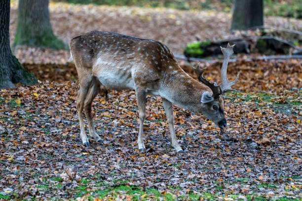 istock The fallow deer, Dama mesopotamica is a ruminant mammal 1198581500