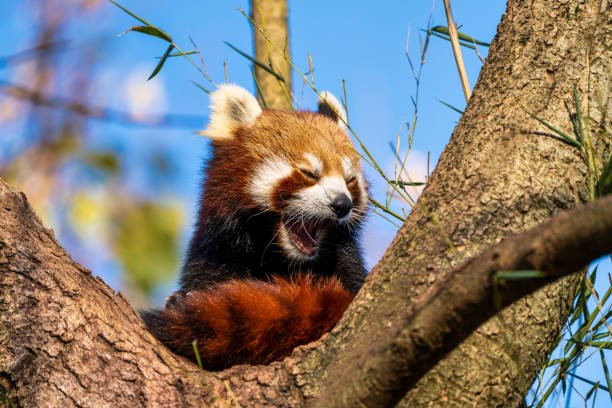 istock The red panda, Ailurus fulgens, also called the lesser panda. 1198581534
