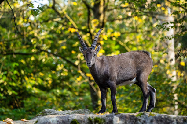 istock Male mountain ibex or capra ibex on a rock 1198581579