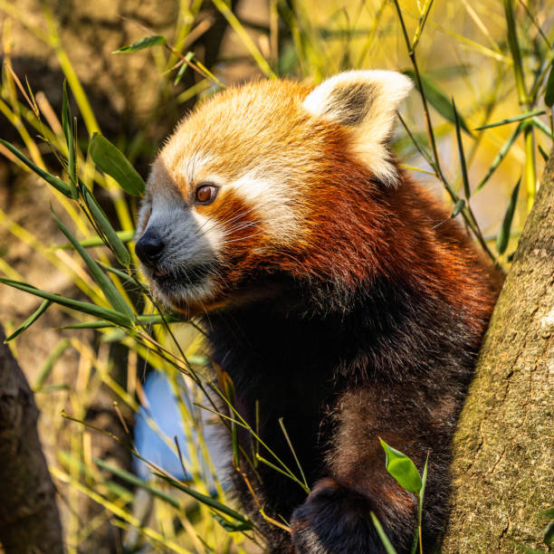 istock The red panda, Ailurus fulgens, also called the lesser panda. 1198581610