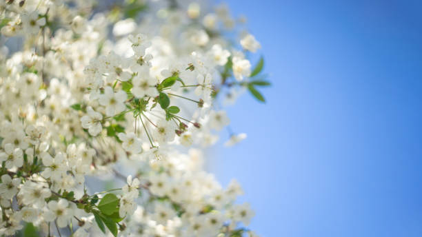 istock Blooming apple tree, beautiful white flowers against a blue sky, selective focus, soft bokeh. 1198582379