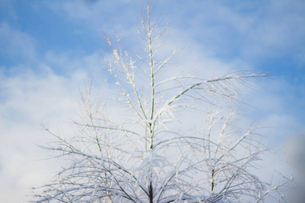 Shot is dedicated to sir claude monet as the defocused tree looks like a painting.