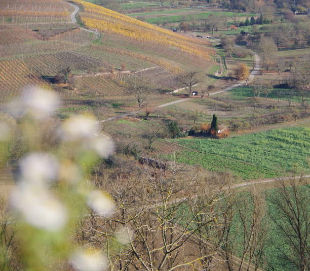 View from the vineyard into a river valley with fields, meadows and vines