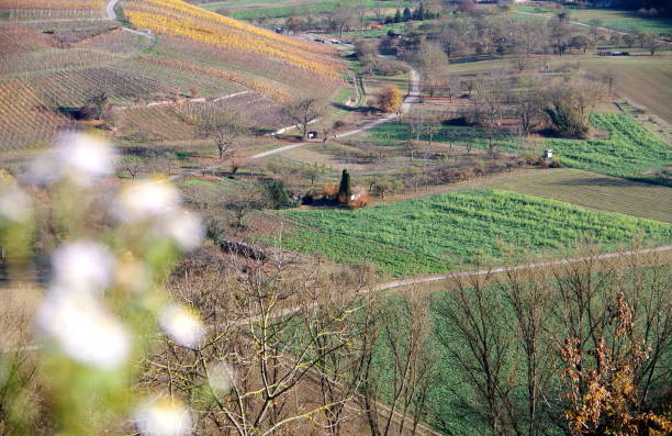 istock View from the vineyard into a river valley with fields, meadows and vines 1198583705