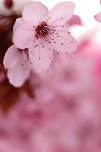 Cherry flower . Pink-white flowering delicate background.Spring floral background. Blooming cherry close-up on a light pink delicate background. copy space.