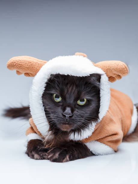 istock Image of black cat in deer suit 1198585109