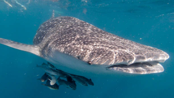 squalo balena (rhincodon typus) specie in via di estinzione che nuotano nel mare avvicinandosi fotografo - filter feeder foto e immagini stock