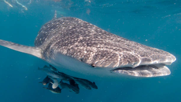 китовая акула (rhincodon typus) исчезающих видов, плавающих в море приближается фотограф - filter feeder стоковые фото и изображения