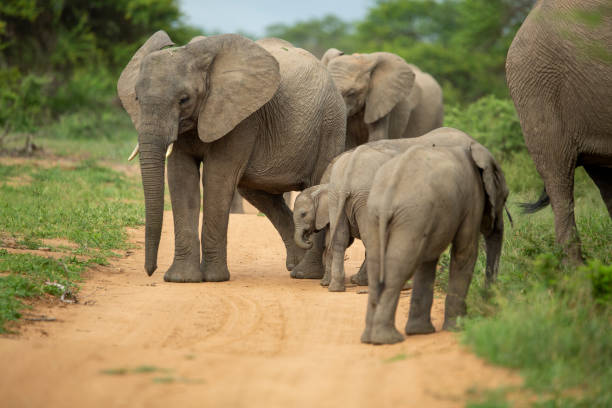 istock A playful herd of elephant 1198585367