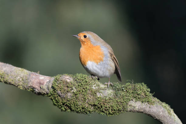 istock Portrait of Red robin (Erithacus rubecula) 1198585501