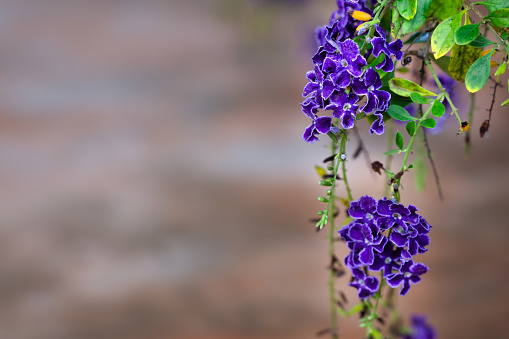 This beautiful garden shrub is known as golden dewdrop, pigeon berry, and skyflower (Duranta repens).  It is native to Mexico but grown throughout tropical climates for its colourful Purple violet flowers and attracting both hummingbirds and butterflies.  In Australia it is however classed as one of their most invasive weeds.