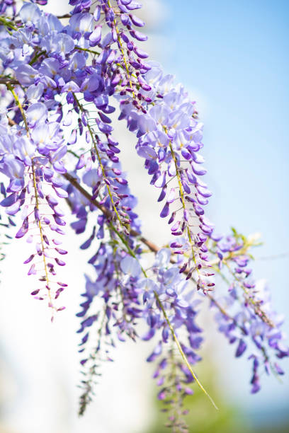 istock beautiful glycine lilla flower branches 1198586088