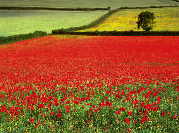 campos de amapola del 1er. batallas de guerra mundiales - el valle de somme picardía francia europa. grabado en película de formato medio. - medium format camera fotos fotografías e imágenes de stock