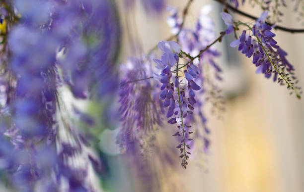 istock beautiful glycine lilla flower branches 1198586238
