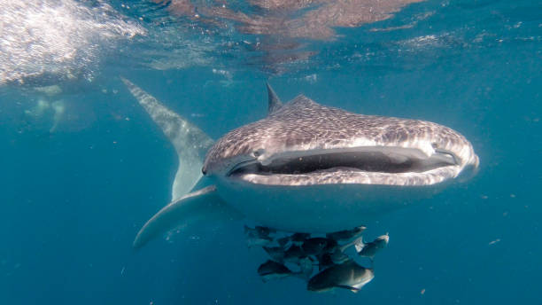 squalo balena (rhincodon typus) specie in via di estinzione che nuotano nel mare vicino allo snorkeler - filter feeder foto e immagini stock