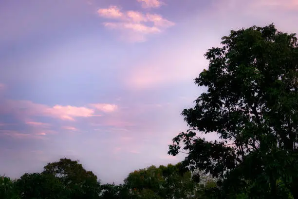 Photo of Beautiful purple and pink dusk sky against silhouetted tropical trees