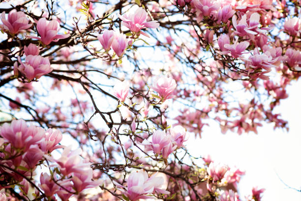 istock pinky cherry and peach blossoms in early beautiful spring 1198587087